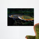 Brook Trout Salvelinus Fontinalis Wall Decal Design 2