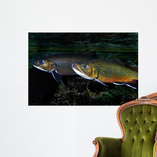 Brook Trout Salvelinus Fontinalis Wall Decal Design 2