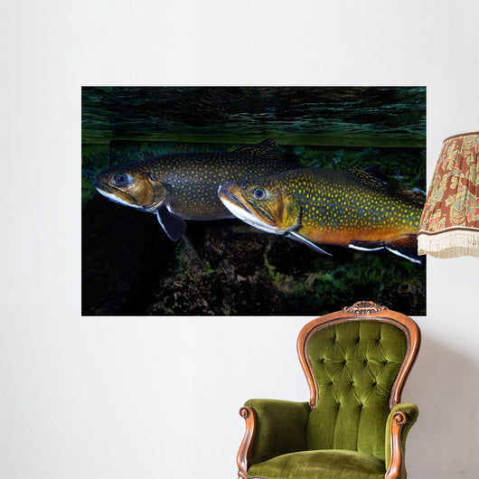 Brook Trout Salvelinus Fontinalis Wall Decal Design 2