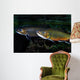 Brook Trout Salvelinus Fontinalis Wall Decal Design 2