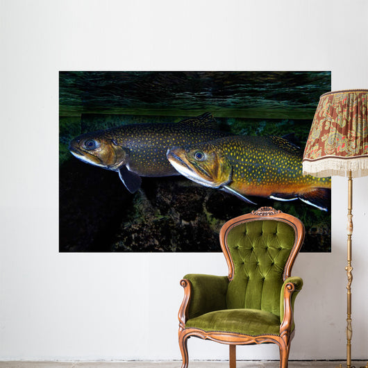 Brook Trout Salvelinus Fontinalis Wall Decal Design 2