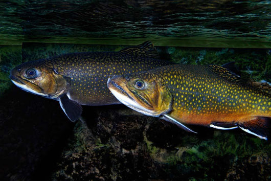 Brook Trout Salvelinus Fontinalis Wall Decal Design 2