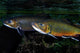 Brook Trout Salvelinus Fontinalis Wall Decal Design 2
