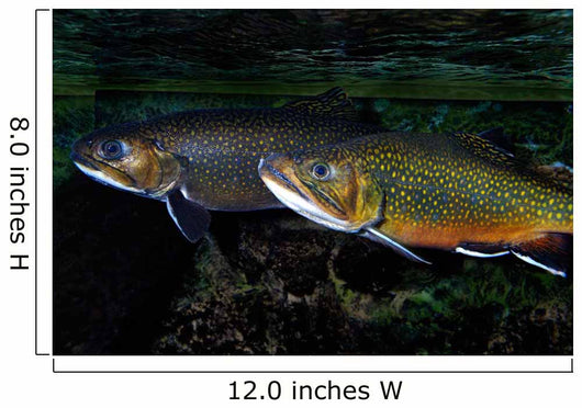 Brook Trout Salvelinus Fontinalis Wall Decal Design 2