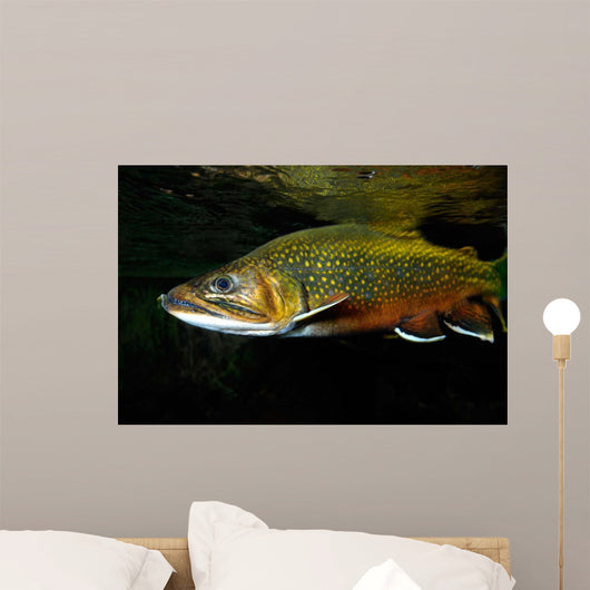 Brook Trout Salvelinus Fontinalis Wall Decal Design 1