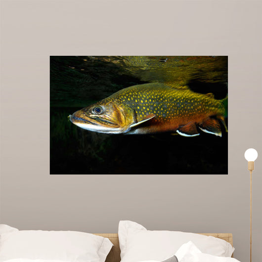 Brook Trout Salvelinus Fontinalis Wall Decal Design 1