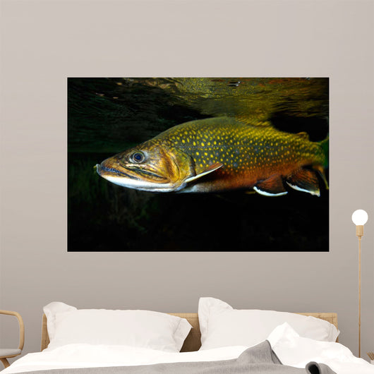Brook Trout Salvelinus Fontinalis Wall Decal Design 1