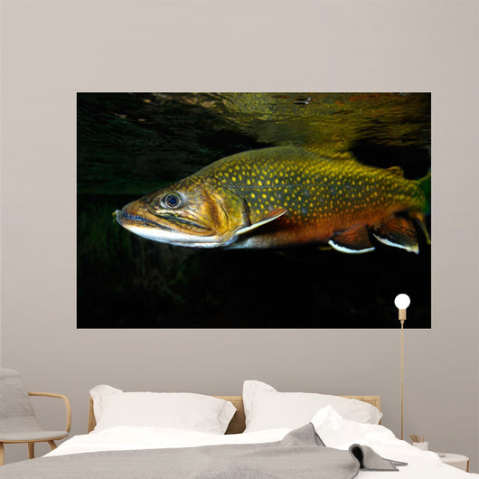 Brook Trout Salvelinus Fontinalis Wall Decal Design 1