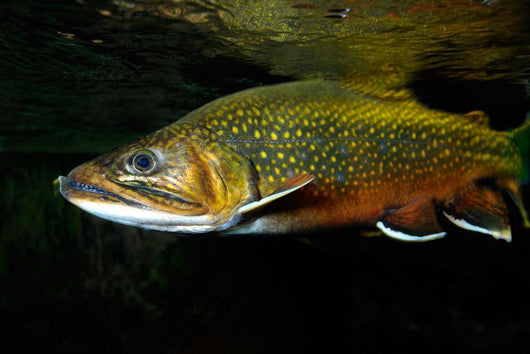 Brook Trout Salvelinus Fontinalis Wall Decal Design 1
