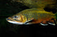 Brook Trout Salvelinus Fontinalis Wall Decal Design 1
