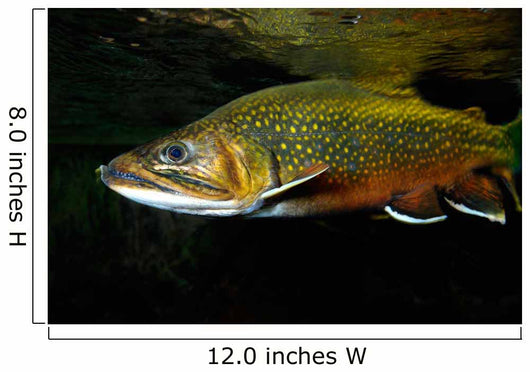 Brook Trout Salvelinus Fontinalis Wall Decal Design 1