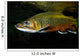 Brook Trout Salvelinus Fontinalis Wall Decal Design 1