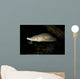 Lake Sturgeon Acipenser Fulvescens Wall Decal