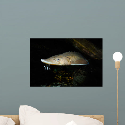 Lake Sturgeon Acipenser Fulvescens Wall Decal