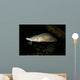 Lake Sturgeon Acipenser Fulvescens Wall Decal