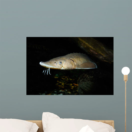 Lake Sturgeon Acipenser Fulvescens Wall Decal