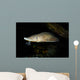 Lake Sturgeon Acipenser Fulvescens Wall Decal