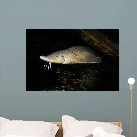 Lake Sturgeon Acipenser Fulvescens Wall Decal