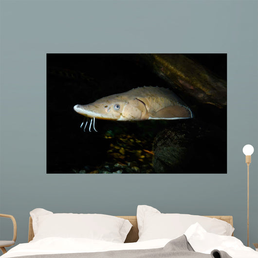 Lake Sturgeon Acipenser Fulvescens Wall Decal