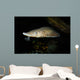 Lake Sturgeon Acipenser Fulvescens Wall Decal