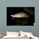 Lake Sturgeon Acipenser Fulvescens Wall Decal