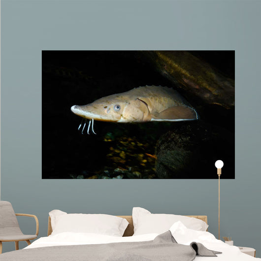 Lake Sturgeon Acipenser Fulvescens Wall Decal