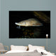Lake Sturgeon Acipenser Fulvescens Wall Decal