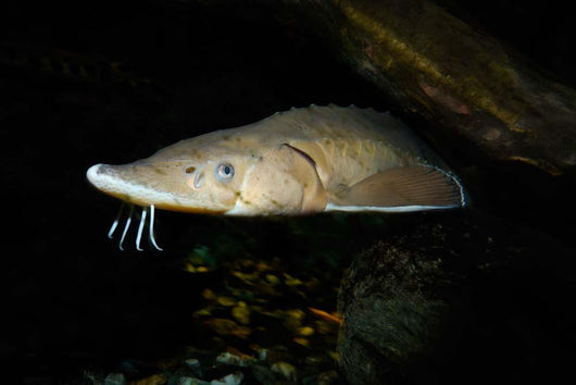 Lake Sturgeon Acipenser Fulvescens Wall Decal