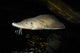 Lake Sturgeon Acipenser Fulvescens Wall Decal
