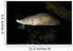Lake Sturgeon Acipenser Fulvescens Wall Decal