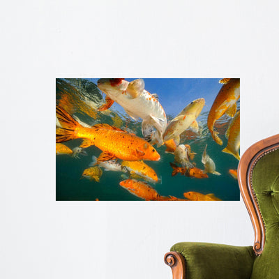 Koi Freshwater Carp Raised Wall Decal Design 4 shown on a wall