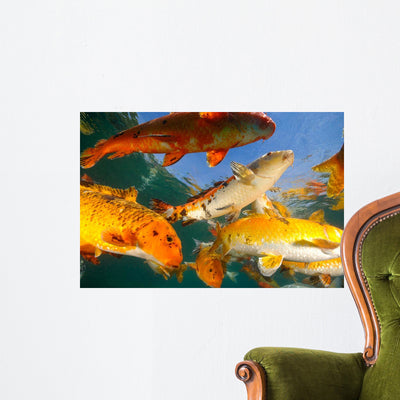 Koi Freshwater Carp Raised Wall Decal Design 3 shown on a wall