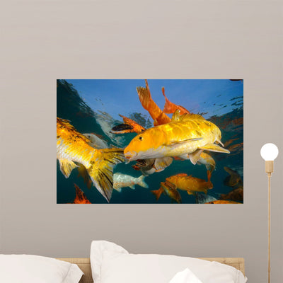 Koi Freshwater Carp Raised Wall Decal Design 2 shown on a wall