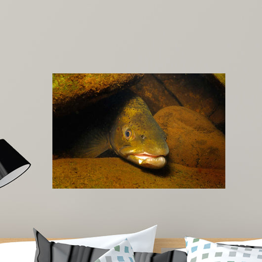 Brown Trout Salmo Trutta Wall Decal