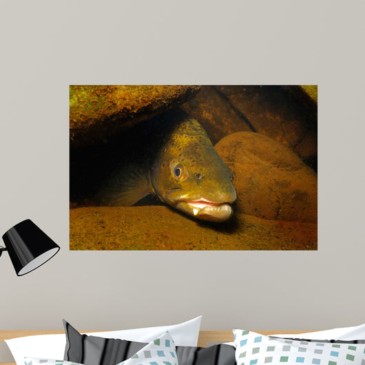 Brown Trout Salmo Trutta Wall Decal