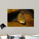 Brown Trout Salmo Trutta Wall Decal