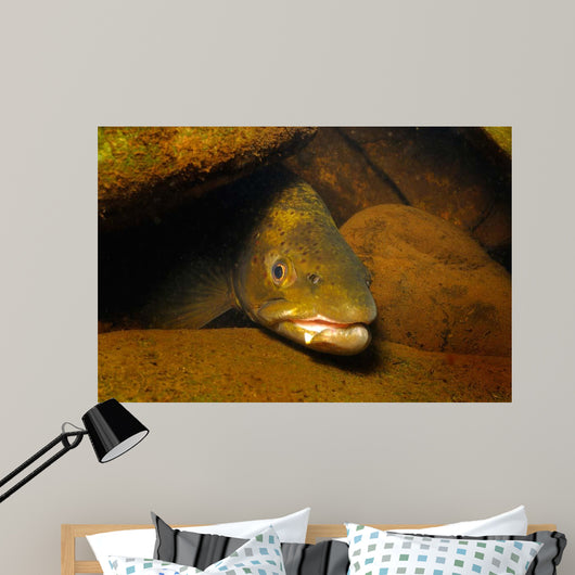 Brown Trout Salmo Trutta Wall Decal