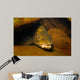 Brown Trout Salmo Trutta Wall Decal