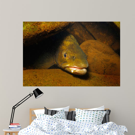 Brown Trout Salmo Trutta Wall Decal
