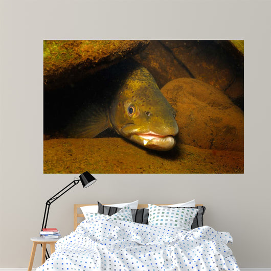 Brown Trout Salmo Trutta Wall Decal