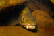 Brown Trout Salmo Trutta Wall Decal