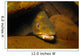 Brown Trout Salmo Trutta Wall Decal
