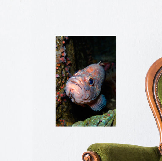 Starry Rockfish Sebastes Constellatus Wall Decal