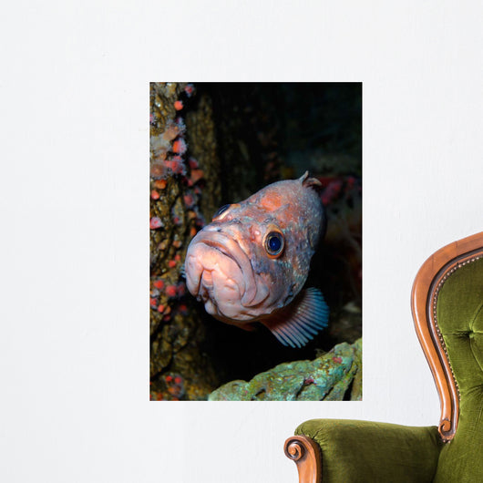 Starry Rockfish Sebastes Constellatus Wall Decal
