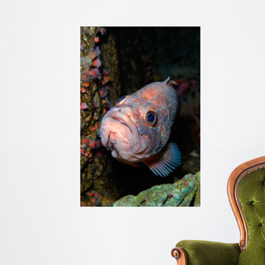 Starry Rockfish Sebastes Constellatus Wall Decal