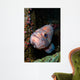 Starry Rockfish Sebastes Constellatus Wall Decal