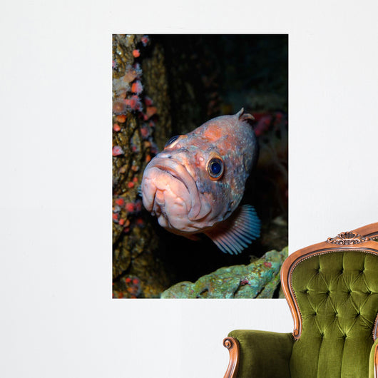 Starry Rockfish Sebastes Constellatus Wall Decal