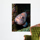 Starry Rockfish Sebastes Constellatus Wall Decal