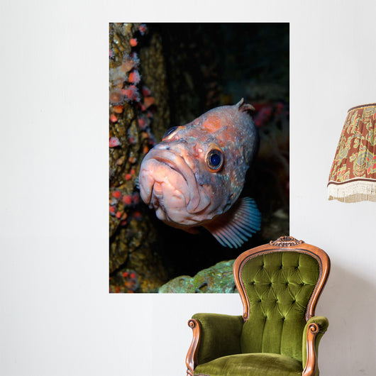 Starry Rockfish Sebastes Constellatus Wall Decal