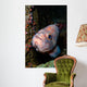 Starry Rockfish Sebastes Constellatus Wall Decal